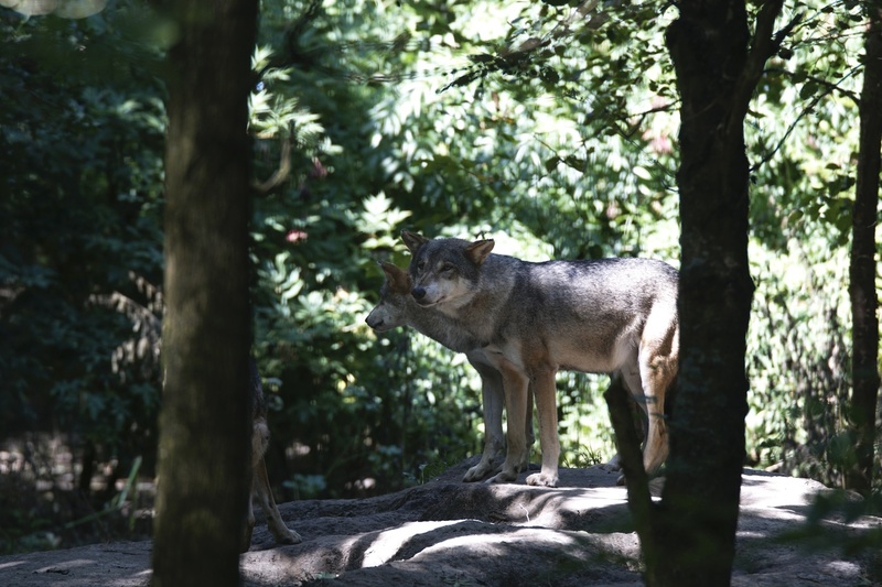 _DSC8368 Europese wolven