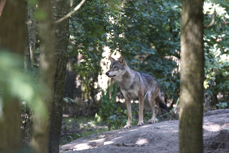 _DSC8373 Europese Wolf