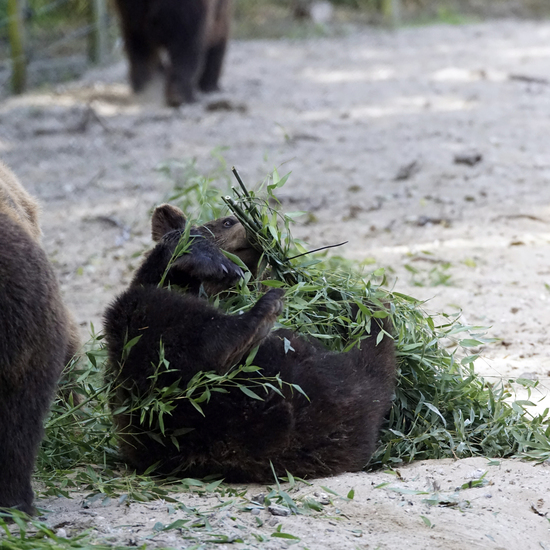 _DSC5891 Bruine beer jong