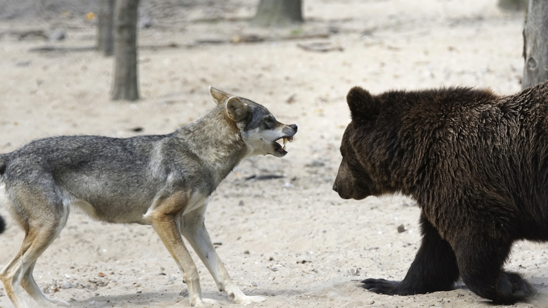_DSC5966 Bruine beer jong en Europese wolf
