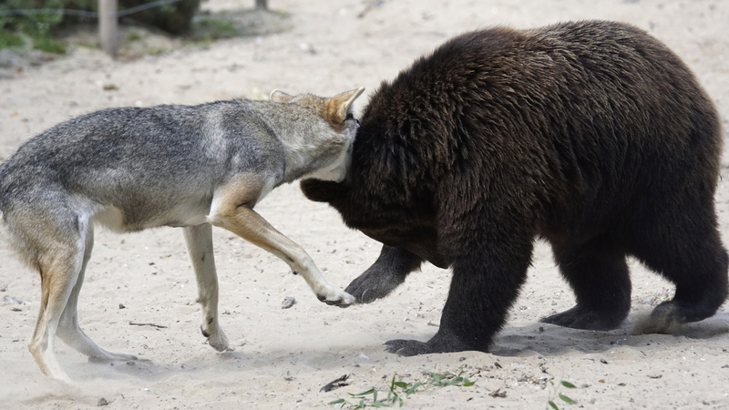_DSC5970 Bruine beer jong met Europese wolf