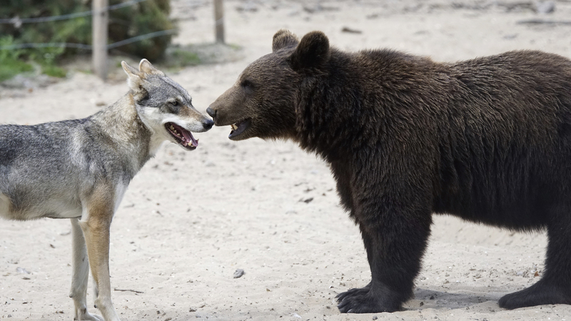 _DSC5973 Bruine beer jong met Europese wolf