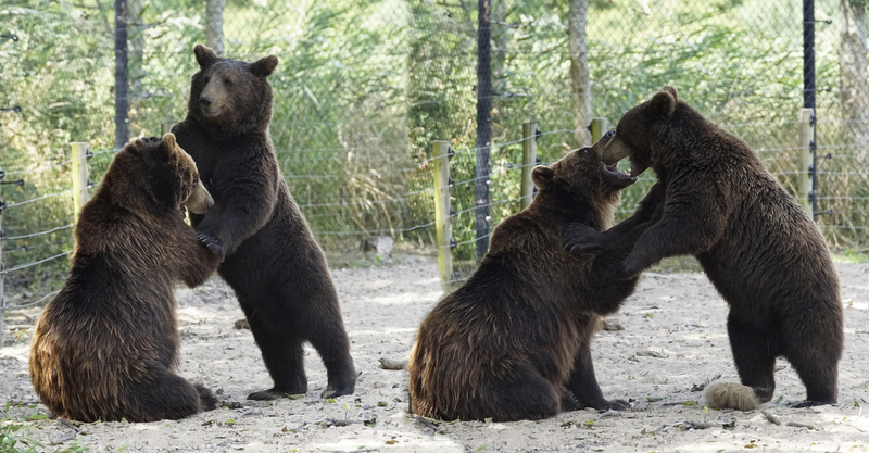 _DSC593742 Bruine beer moeder met jong