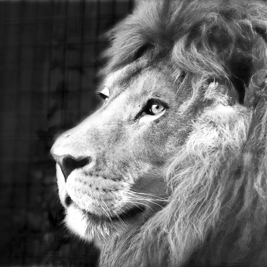 _DSC9376 Afrikaanse leeuw ZW