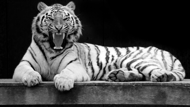 _DSC0206 Siberische tijger ZW