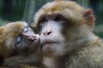 Diverse soorten apen gefotografeerd in de dierentuin
