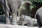 Onder andere olifant en neushoorn, gefotografeerd in de dierentuin.