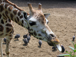 Giraffen gefotografeerd in de dierentuin.
