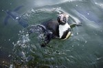 Hieronder vallen onder andere de pinguïns en zeehonden, gefotografeerd in de dierentuin.