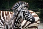 Zebra's gefotografeerd in de dierentuin