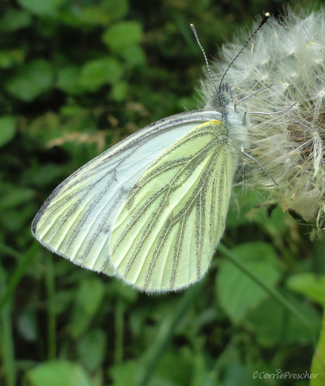Klein geaderd witje (Pieris napi)