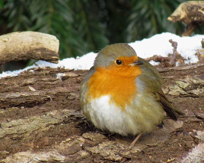 Roodborstje (Erithacus rubecula)