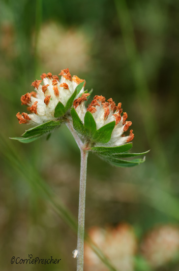 wondklaver (Anthyllis vulneraria)
