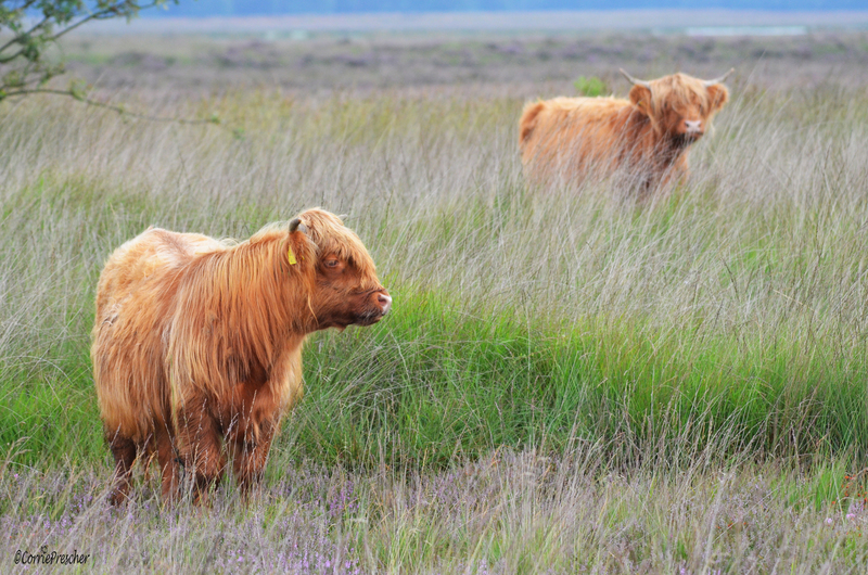 Schotse hooglanders