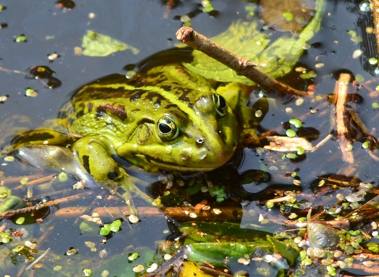 Groene kikker