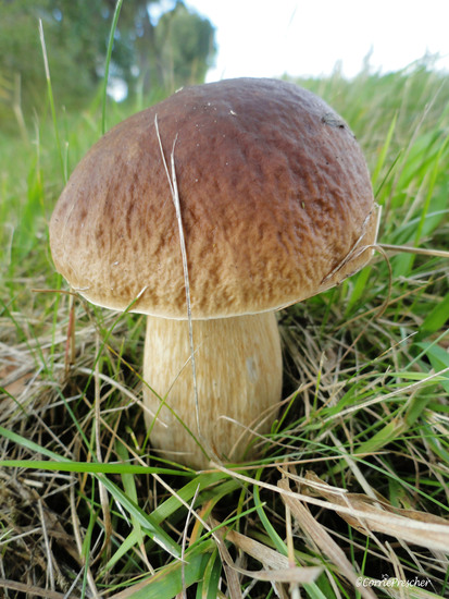 Kastanjeboleet (boletus badius)
