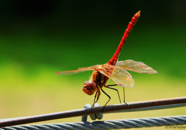 Steenrodeheidelibel (man)