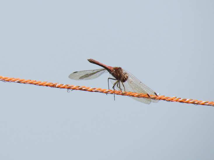 Steenrode heidelibel (man)