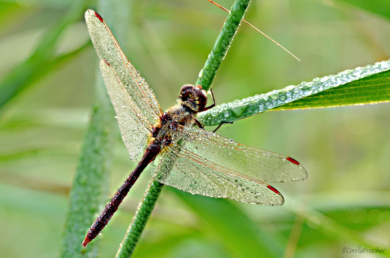 Noordse witsnuitlibel