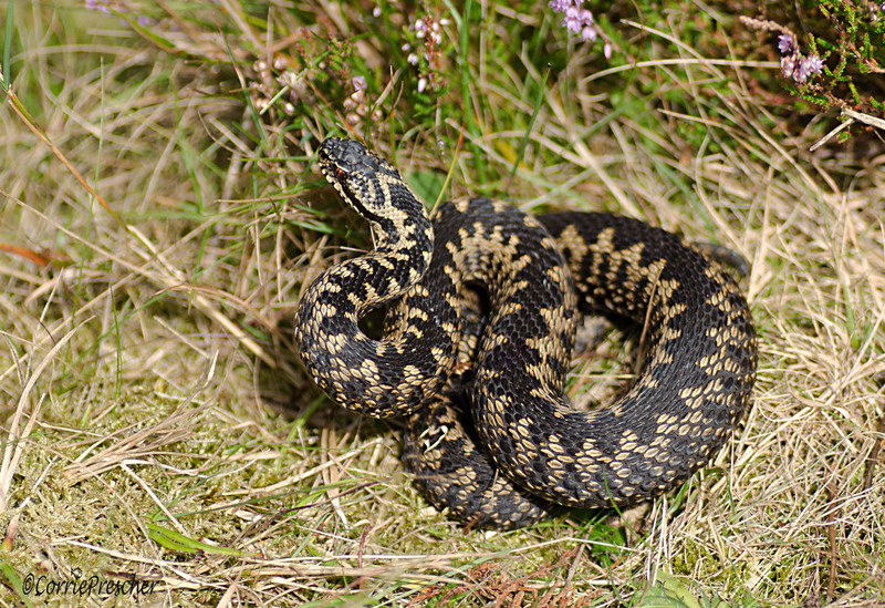 Adder( vipera berus,man)