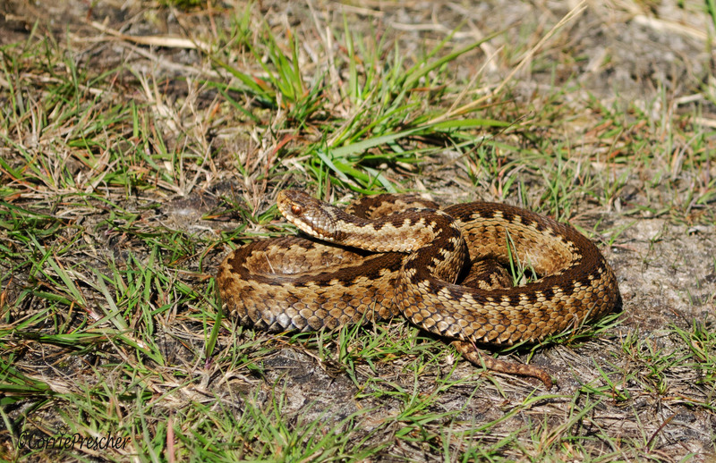 Adder (vipera berus, vrouw)