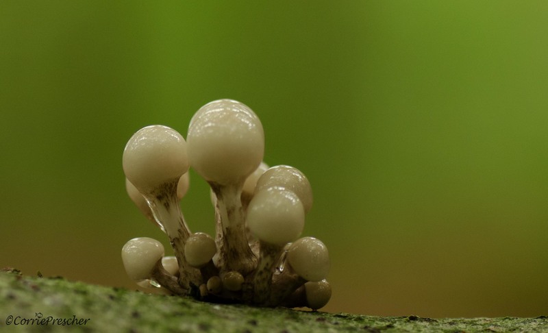 Porseleinzwammen (oudemansiella mucida)