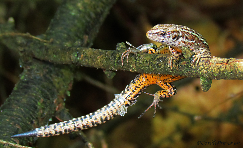 Levendbarende hagedis (Zootoca vivipara)