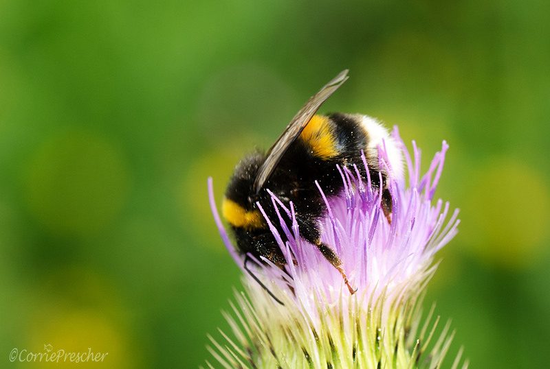 Hommel