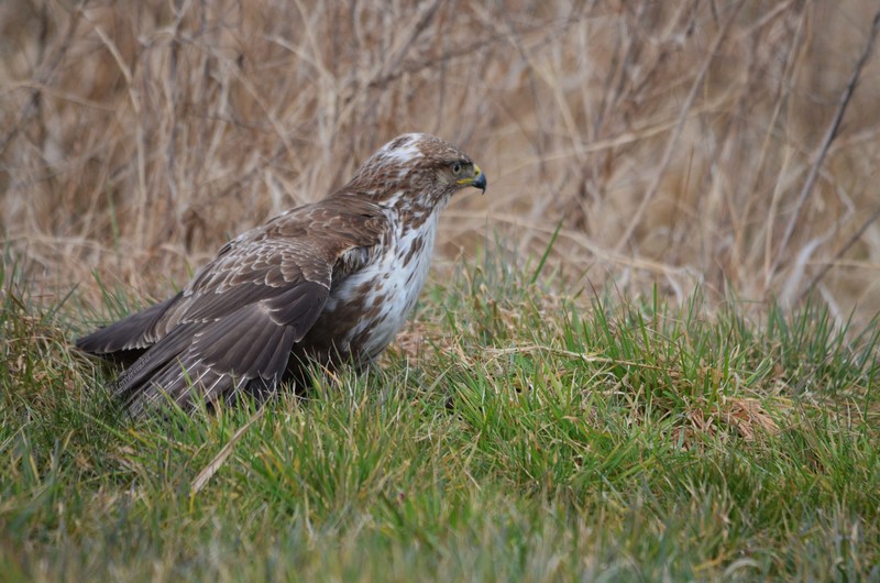 Buizerd (Buteo buteo)