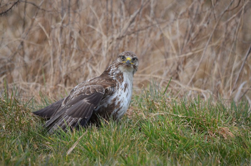 Buizerd ( Beteo buteo)
