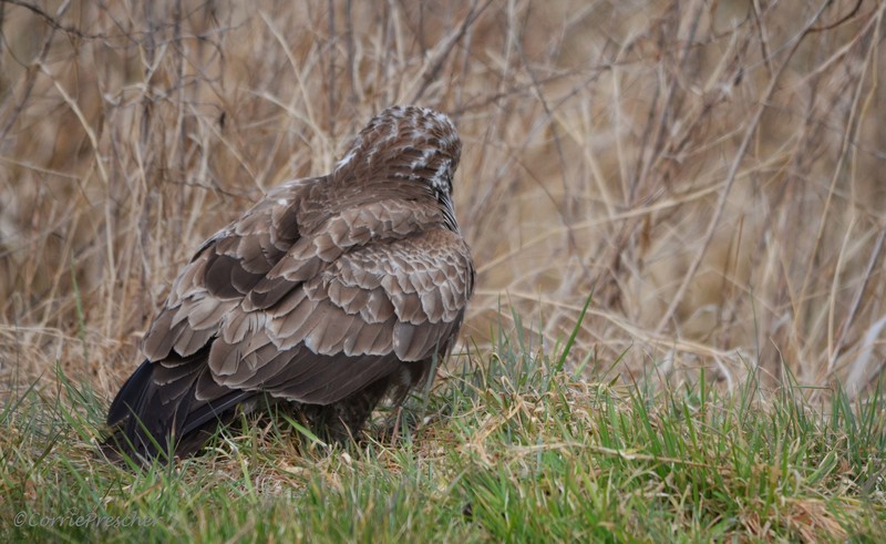Buizerd (Buteo buteo)