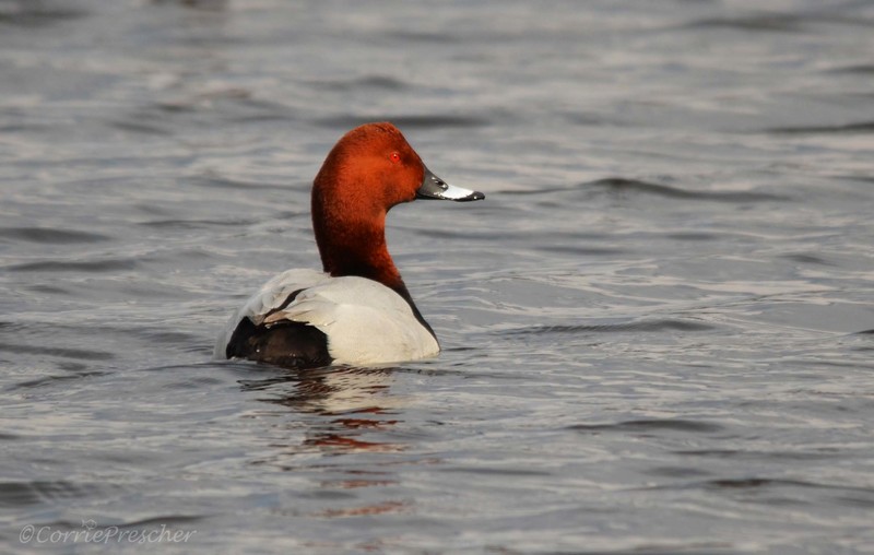 Tafeleend (Aythya ferina)