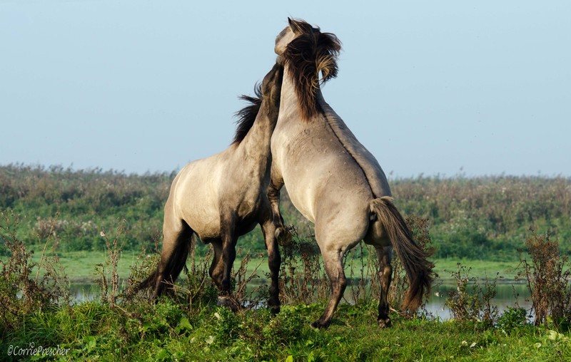 Konikspaarden