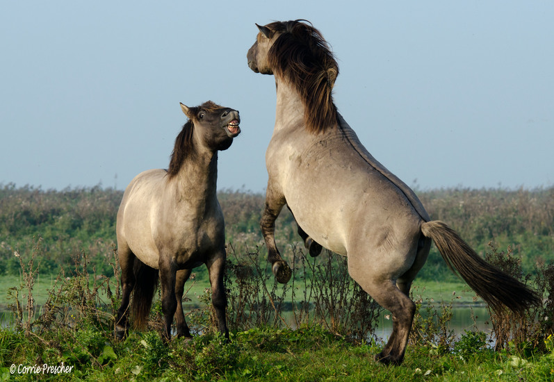 Konikspaarden