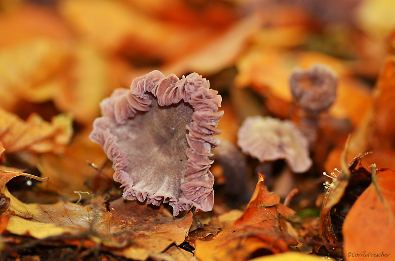 Rodekoolzwam (laccaria amethystina)
