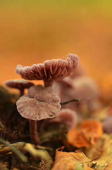 Rodekoolzwam (laccaria amethystina)