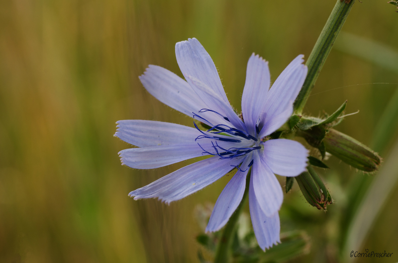 Wilde chichorei