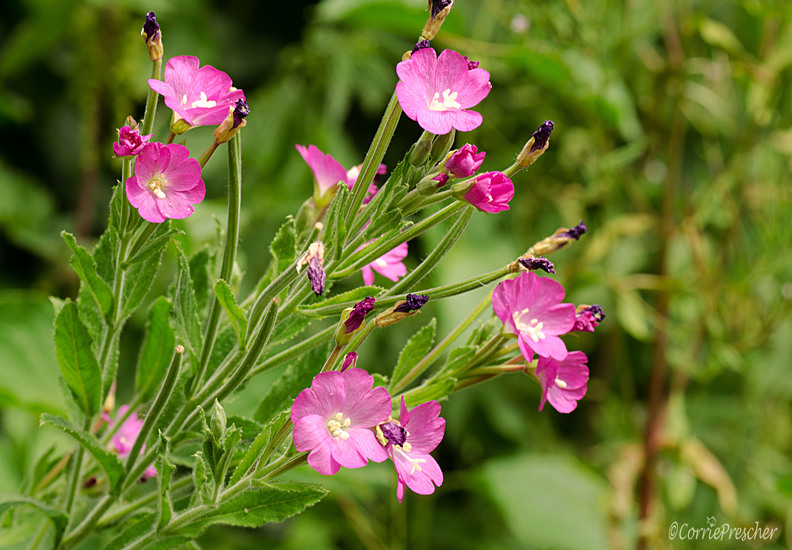 Klein harig wilgenroosje
