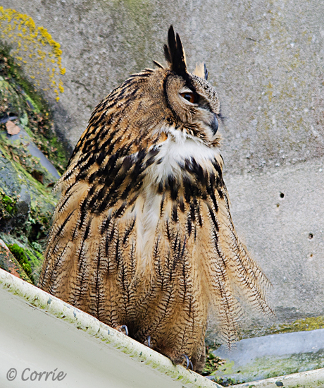 Oehoe (Bubo bubo)