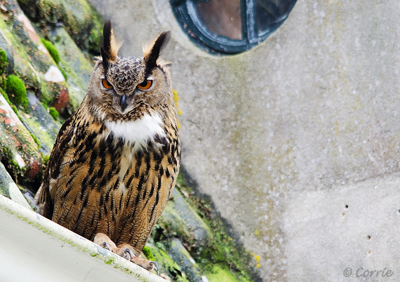 Oehoe (Bubo bubo)