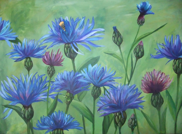 Veld met korenbloemen