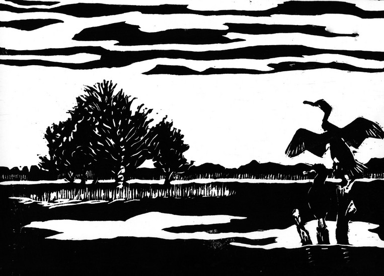 Aalscholver in Zeewolde