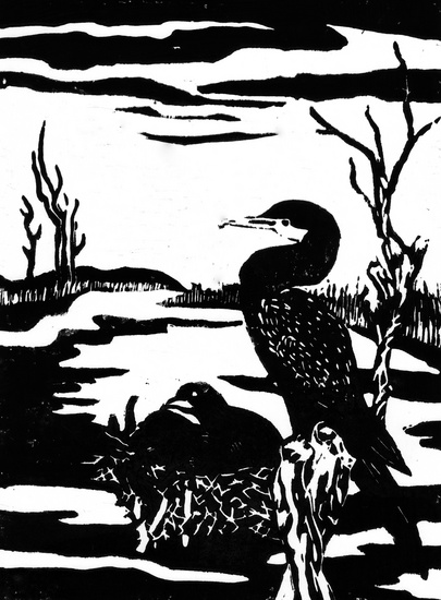 Aalscholver in de Oostvaardersplassen