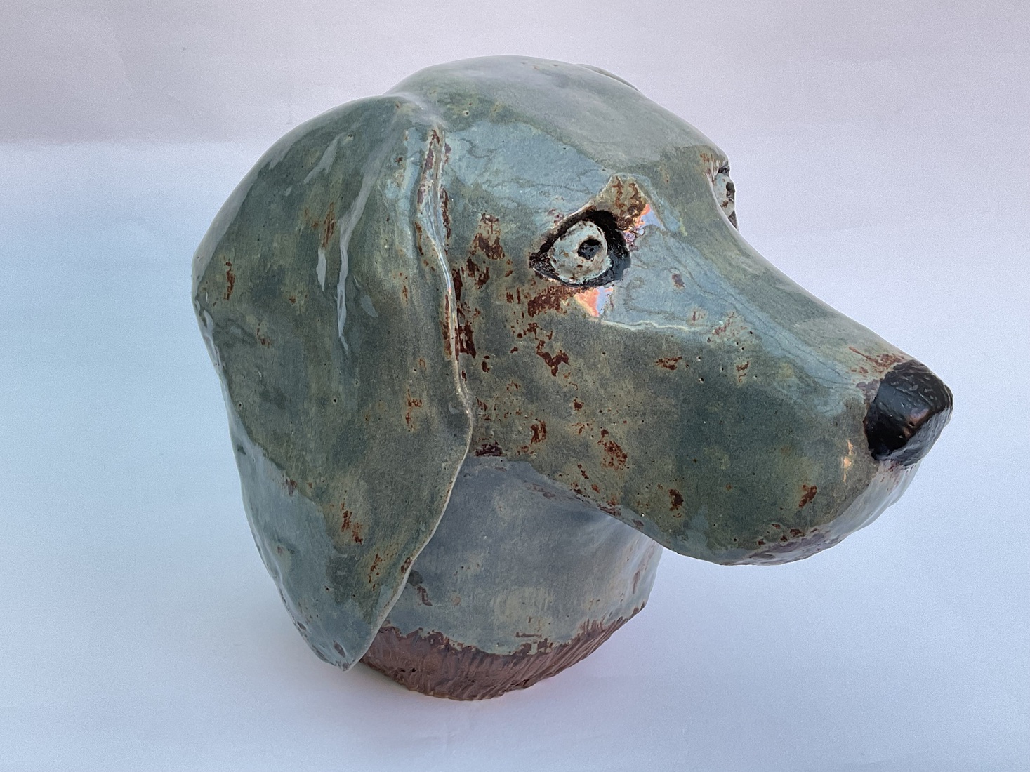 Weimaraner head