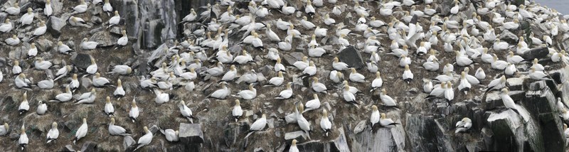 Cape st.Mary Newfoundland