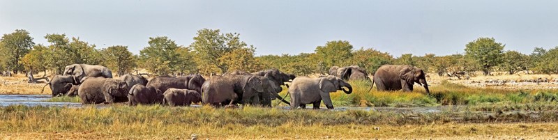 Etosha