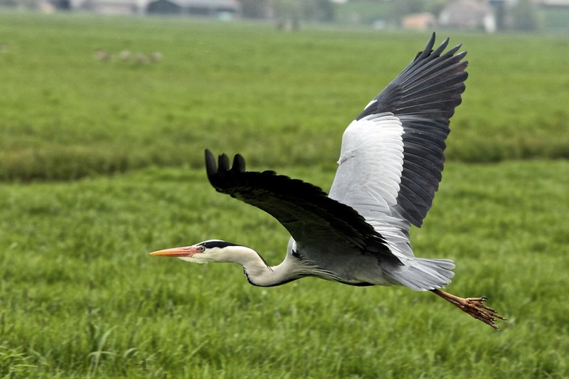 Reiger