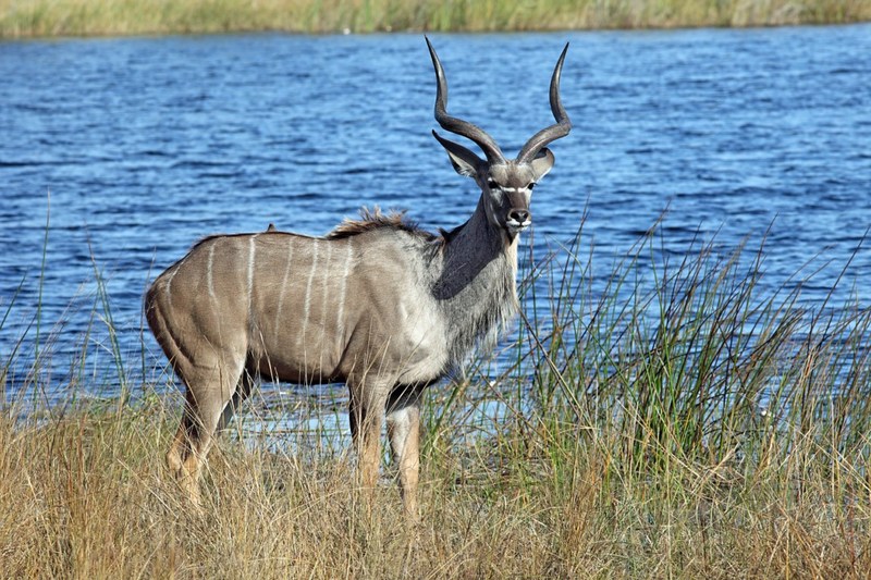 Kudu