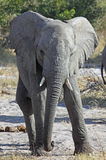 Olifant