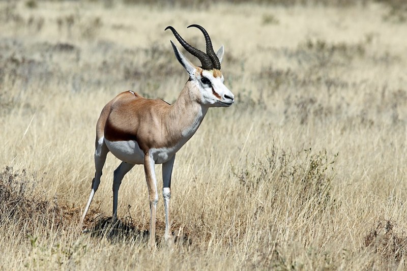 Springbok